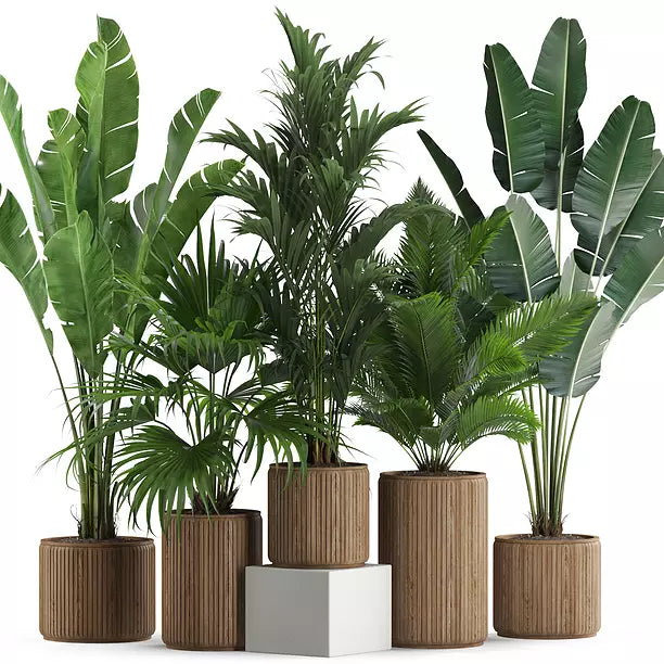 House Plants